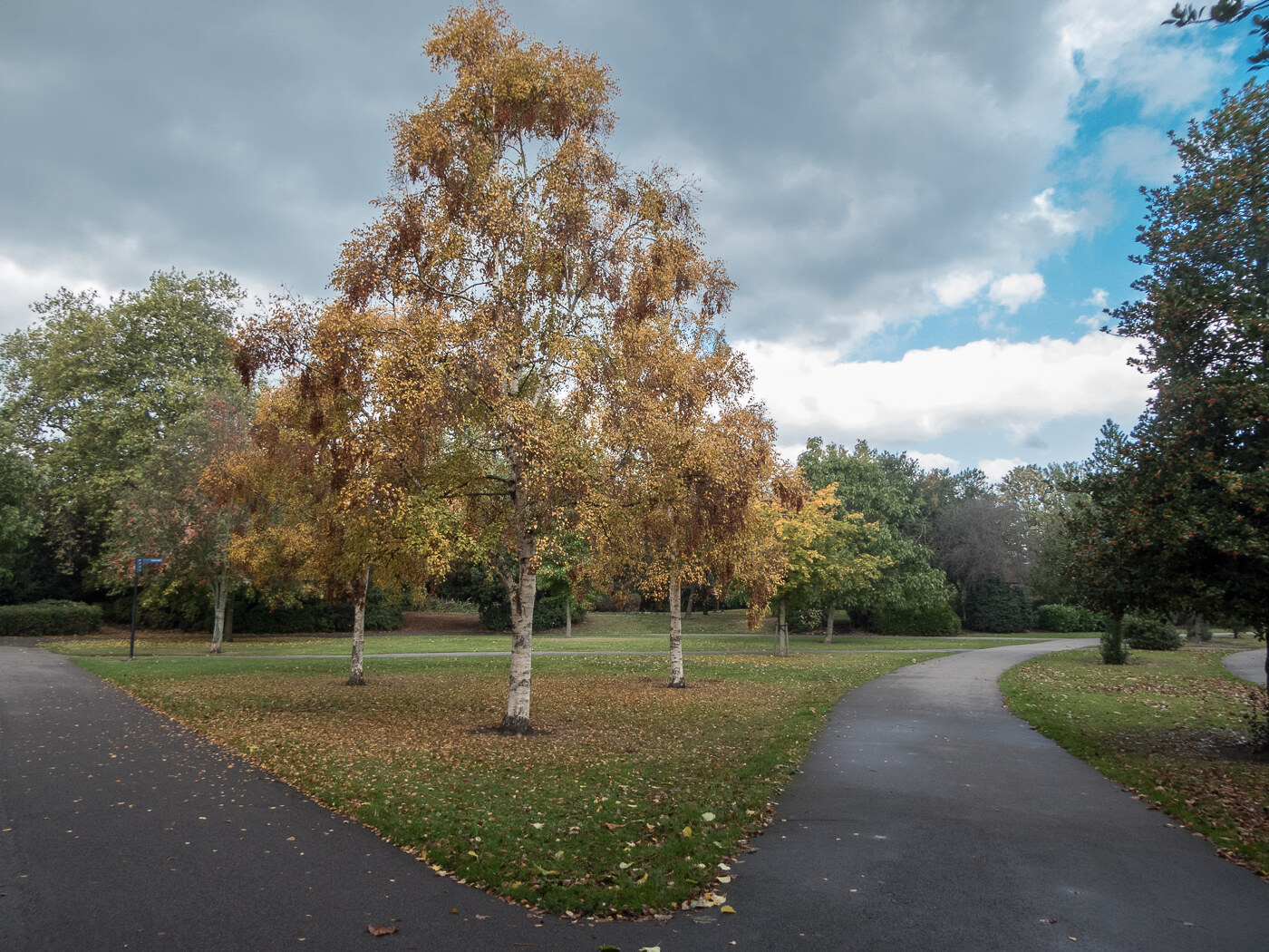 A leafy path through Victoria Park in Hackney